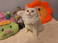 Ücretsiz sahiplendirme british shorthair kontes yuva arıyor
