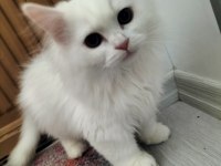 Erkek Chinchilla Hemen Teslim