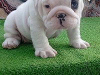TOMBİŞ FRENCH BULLDOG BEBEKLER