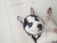 A Kalite Husky Yavrumuza Yeni Yuva Arıyoruz
