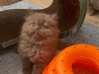 British Longhair Cinnamon Bebek