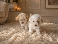 Maltipoo minikler