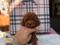 Teacup kore kan red brown toy poodle yavrular