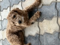 Poodle 5 aylık en mini boy