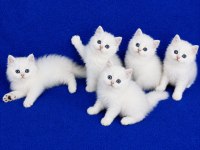 Longhair Silver Mavi Boncuklar Teslime Hazırdır