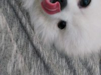 Sahibinden pomeranian boo