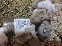 Çok Tatlı ve Ele Alışık Minnak Hamsterler