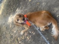 Dişi cocker köpeği