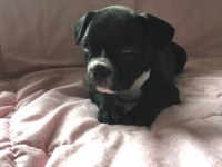 Müthiş Sevimli A Kalite French Bulldog Bebeklerimiz