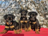 Elit Patiler Farkıyla Doberman Yavrular