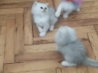 2 aylık sevimli british longhair yavrularımız yuva arıyor