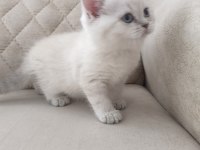 British shorthair şecereli orjinal yavrular