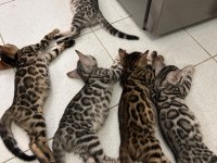 DİAMOND BENGAL KITTENS OZY