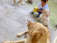 Afyon Ücretsiz Yavru Köpek Sahiplendirme