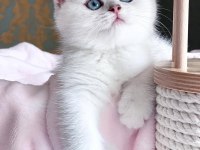 Dünya Güzeli Silver British Shorthair ns1133