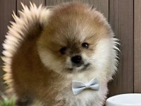 Turuncu renk ayı surat pomeranian boo 2 aylık erkek yavrum