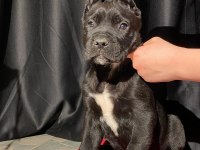 Son dişi black cane corso yavru uygun