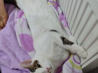 ÜLKE DIŞINA ÇIKACAĞIM İÇİN KEDİMİ SAHİPLENDİRMEK