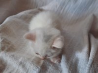 British shorthair yavru kedilerini 2 aylık
