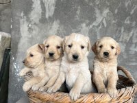 Safkan Baby Face Golden Retriever Yavrularımız