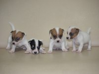 Safkan ırk garantili jack russell yavruları