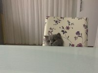 British longhair kedim mayayı sahiplendiriyorum