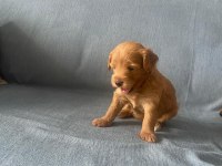 Yavru maltipoo köpekler