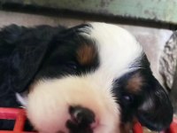 Bernese Mountain Dog