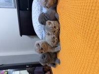 7 adet scottish fold yavrusu