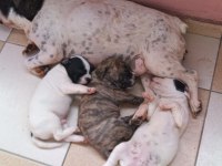 5 haftalık french bulldog yavrular