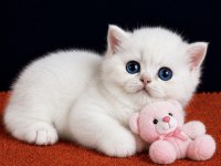 British Shorthair Golden Point ny1233