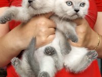 Blue point dişi british shorthair yavrularım teslime hazır