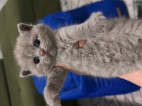 British Shorthair Kedisi