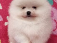 Beyaz ve orange pomeranian boo bebişlerimiz
