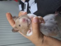Eğitimli hamster pamuk