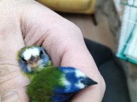 Mavi yüz parrot cinemon lutino taşıyıcı sultan papağanı