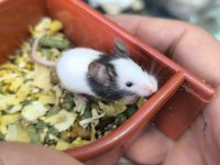 Dünyanın en küçük hamsteri pandalar
