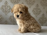 Kore Maltipoo Yavrular