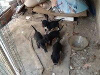 Yavru köpeklerimiz