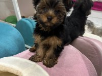 Terrier Yorkshire