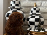 Ev Doğumu Kore Poodle Bebekler