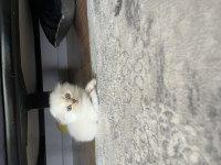 Scottish fold kedimiz