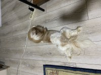 Shih-tzu dişi