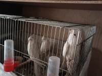 2 Erkek Ve 1 Dişi Albino Sultan Papağanı