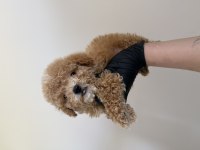 Toy poodle köpeğimiz
