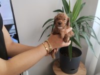 Bir avuç toy poodle dişi yavrumuz