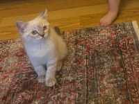 SAHİBİNDEN TÜM EŞYALARI İLE UYGUNA SAFKAN KEDİMİZ