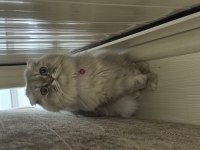 Scottish Fold Kedisi
