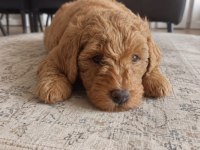 MUHTEŞEM MİNİK KÖPEKLER