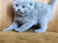 Scottish fold cinsi yavru kediler